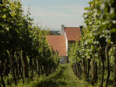 Ve Vinici